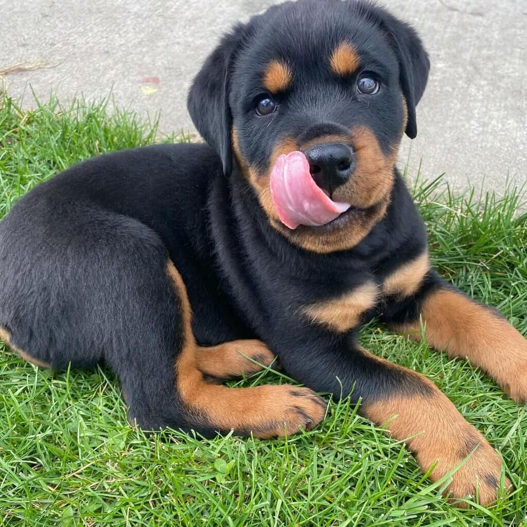 Dexter, a Rottweiler puppy
