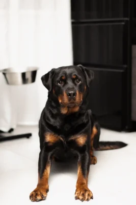Rottweiler resting indoors
