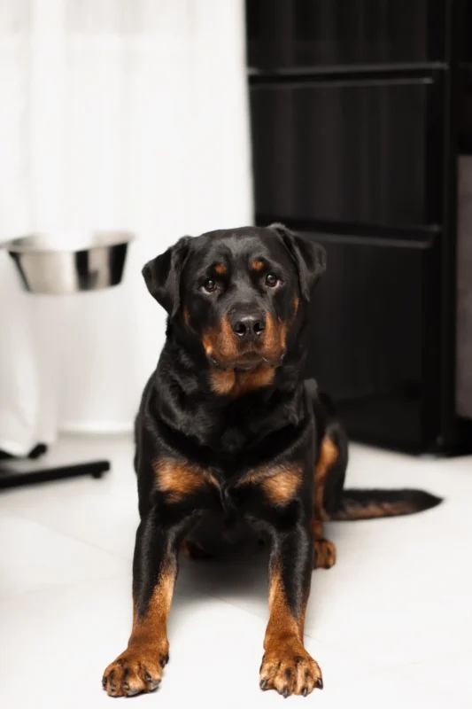 Rottweiler resting indoors