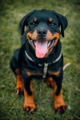 Rottweiler sitting on grass