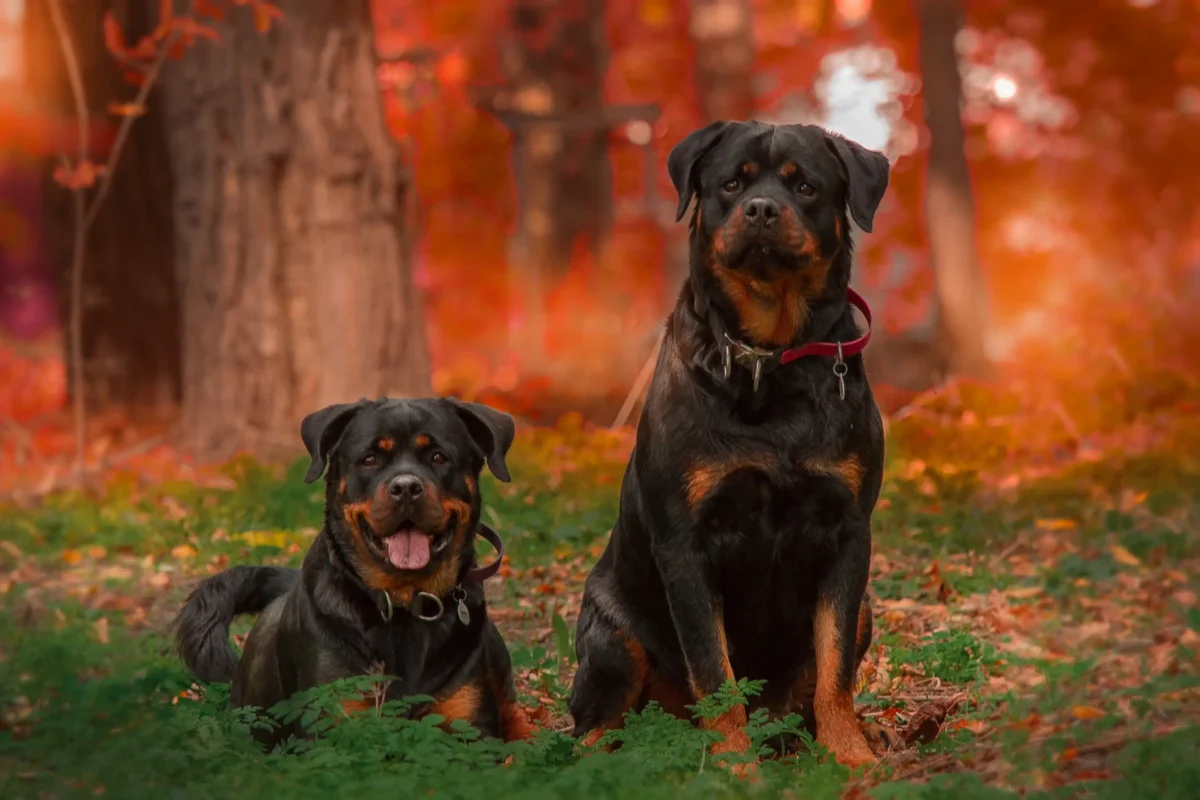 Two Rottweilers among autumn trees