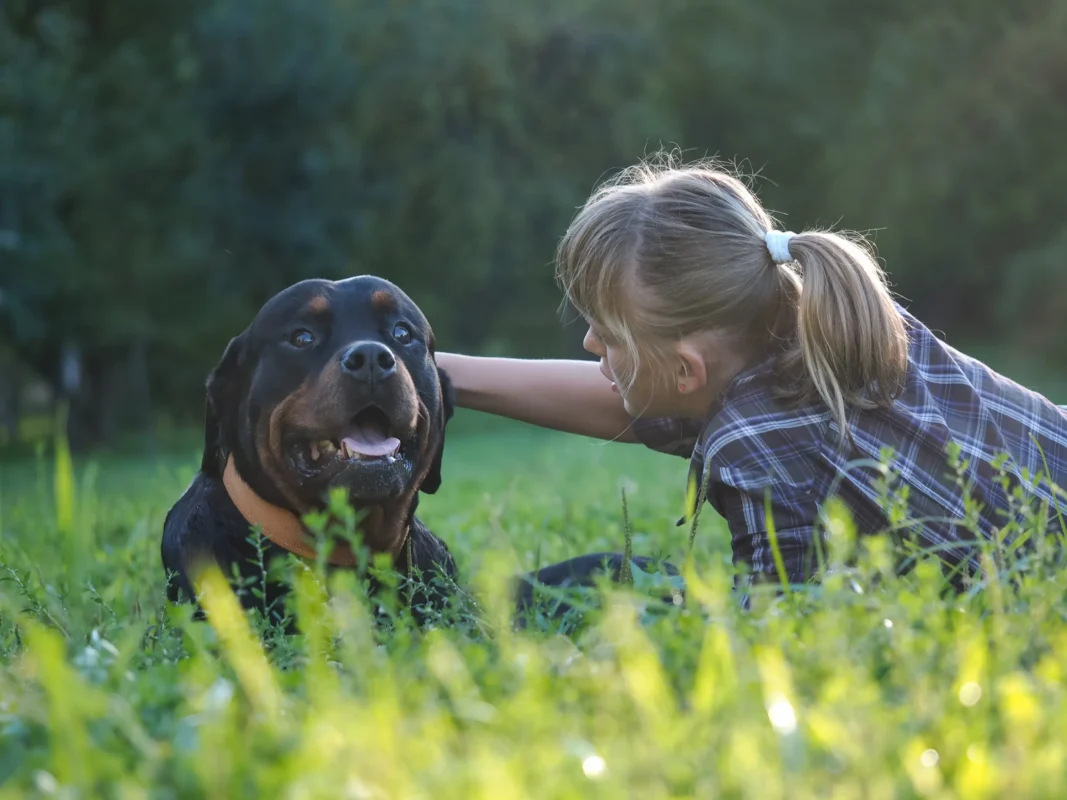 Rottweiler beside a child outdoors