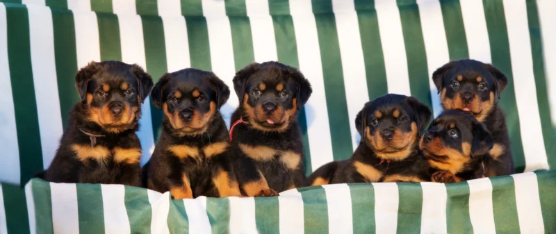 Rottweiler puppies together on a striped bench