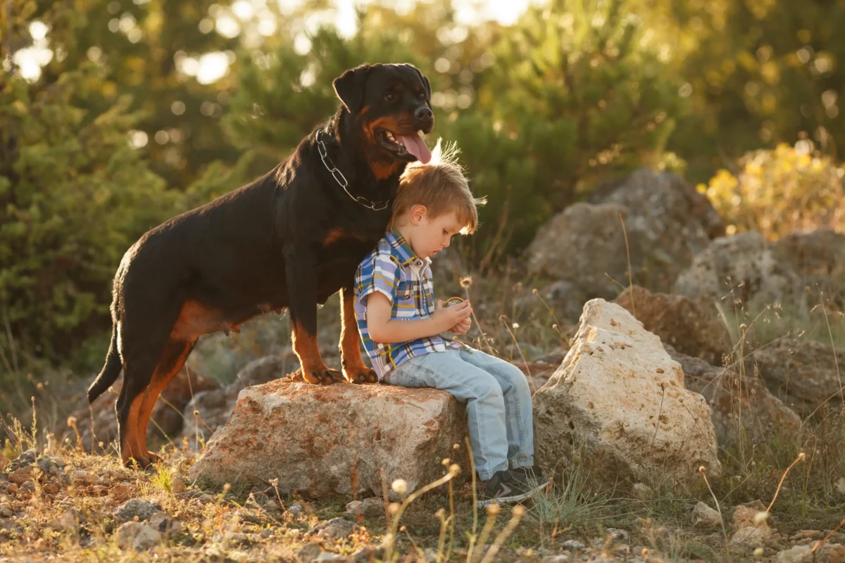 Rottweiler beside a seated person outdoors