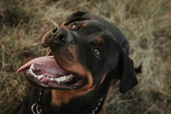 Rottweiler portrait outdoors
