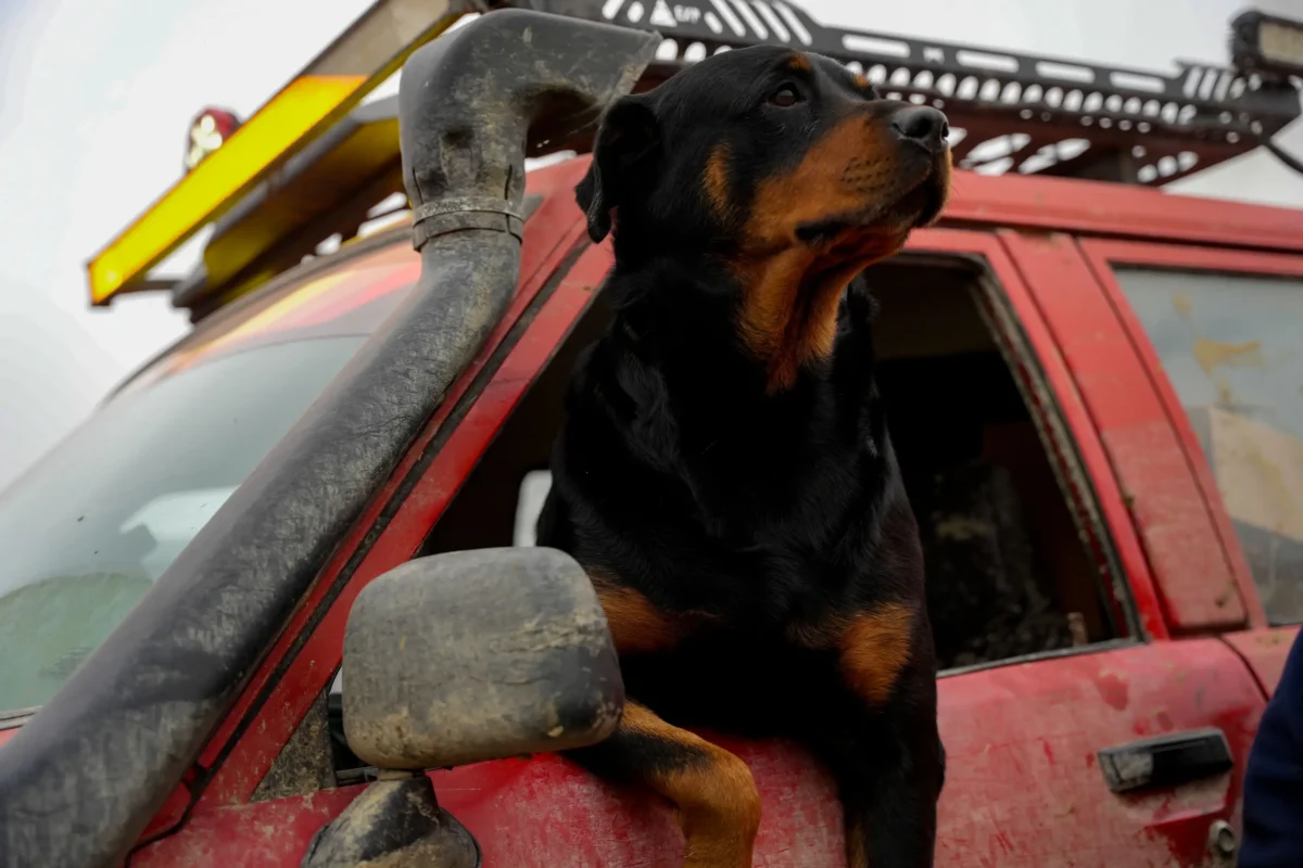 Rottweiler beside a red vehicle