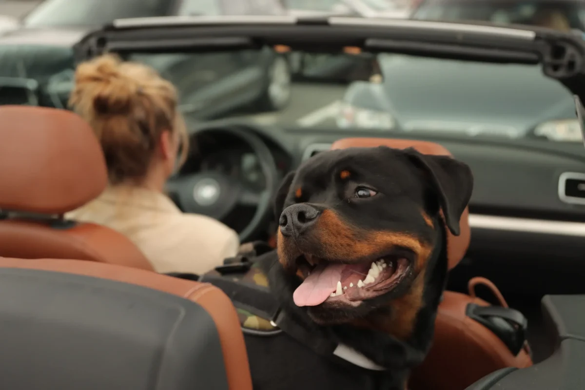 Rottweiler sitting in a vehicle