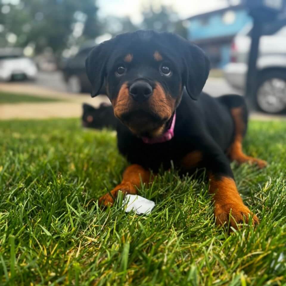 Luna, a Rottweiler puppy